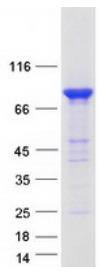 SDS-PAGE (MALT1-2551H).jpg